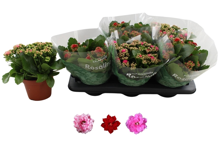 <h4>KAL GE RO GEM 3 KL</h4>