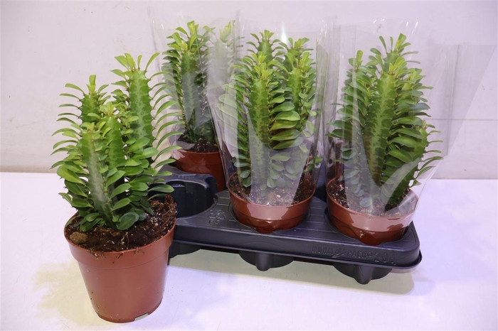 <h4>arr8 Euphor Trigona</h4>