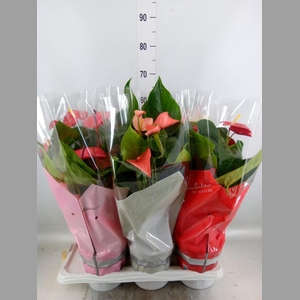 Anthurium   ...mix 4