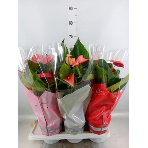 Anthurium   ...mix 4