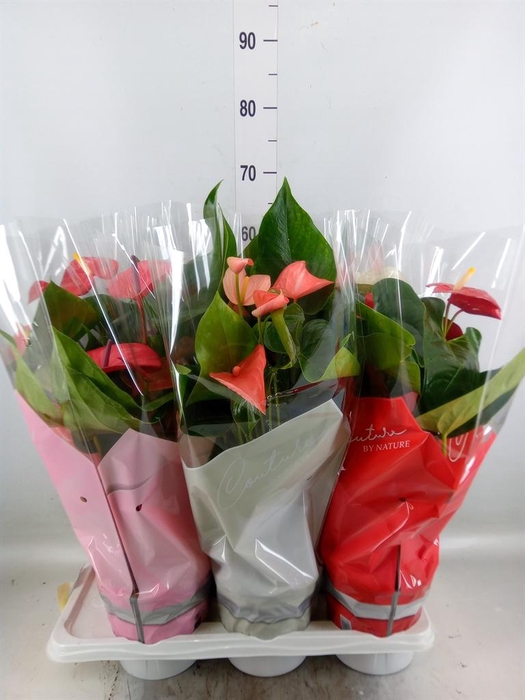 <h4>Anthurium   ...mix 4</h4>