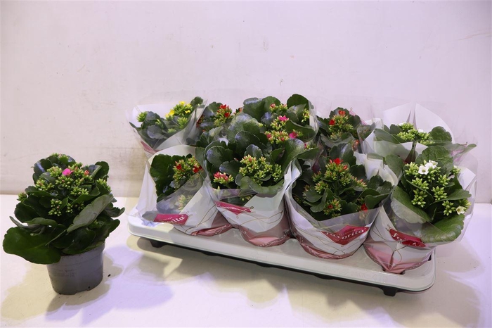 <h4>Kal En Gem 5 Kl</h4>