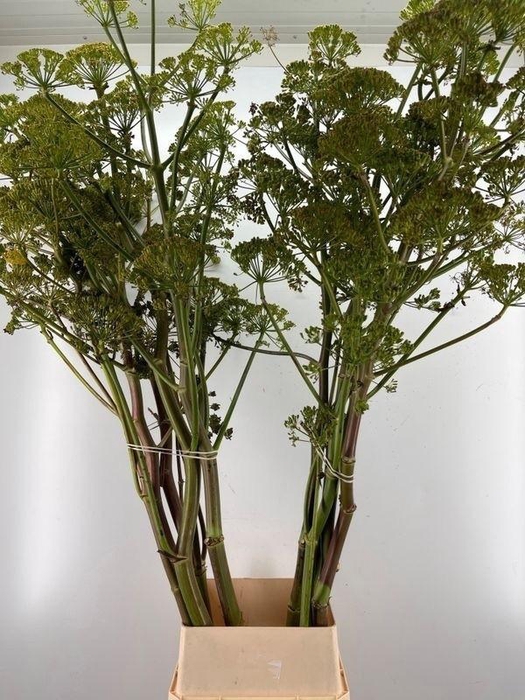 <h4>Foeniculum Vulgare</h4>