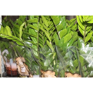 ZAMIOCULCAS P17
