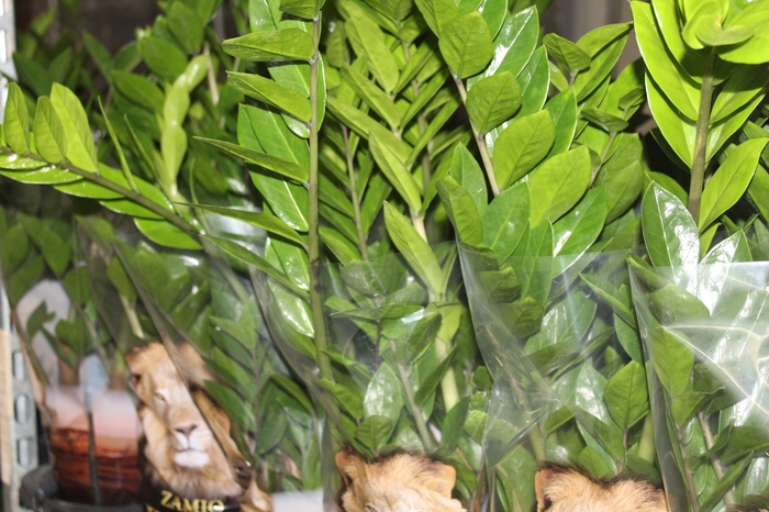 <h4>ZAMIOCULCAS P17</h4>