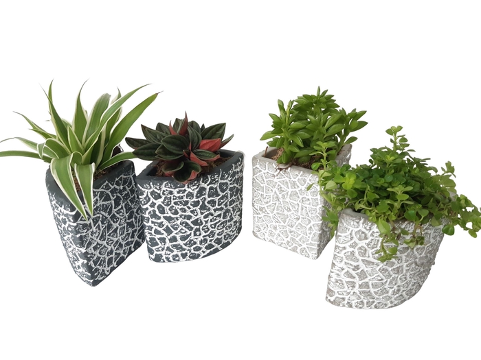 <h4>Arr.   Kamerplant Groen L%</h4>