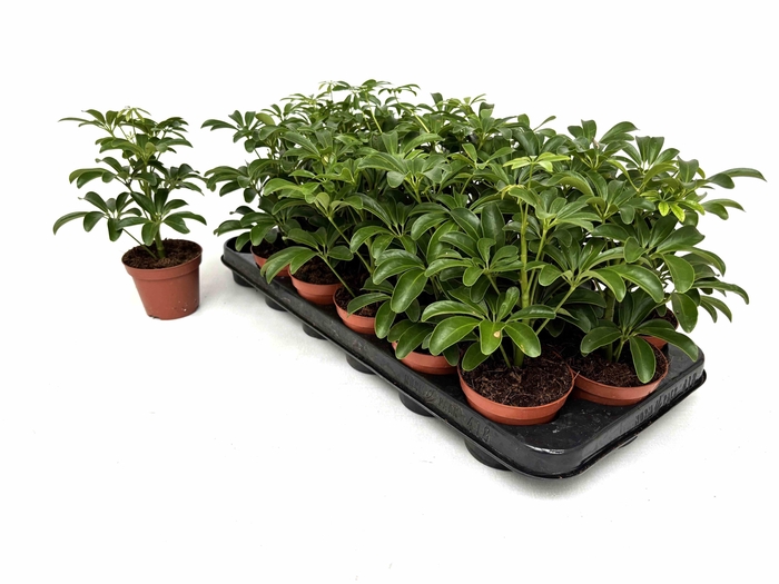 <h4>SCHEF AR LUSEANA</h4>