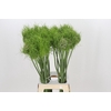 Allium Catweazle