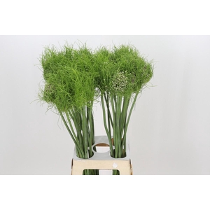 Allium Catweazle