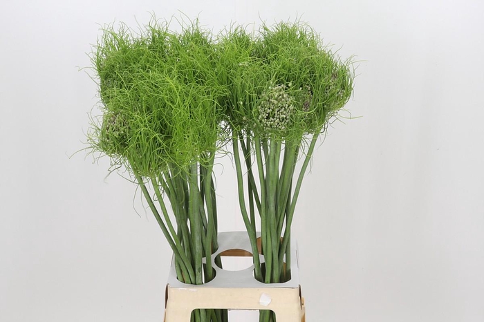 Allium Catweazle