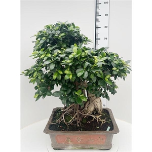 Ficus retusa, pot 46cm. Height 85cm.( single item)