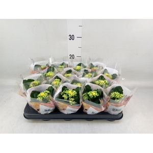 Kalanchoe blos. 'RosDon Amaril'