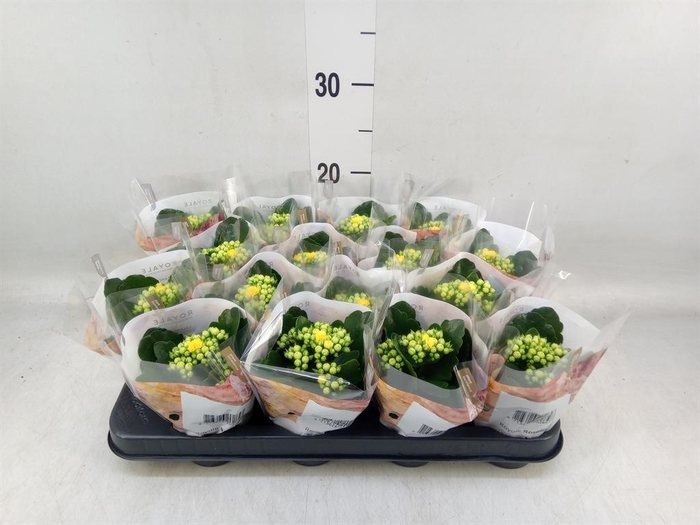 <h4>Kalanchoe blos. 'RosDon Amaril'</h4>