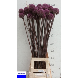 Allium Summer Drummer