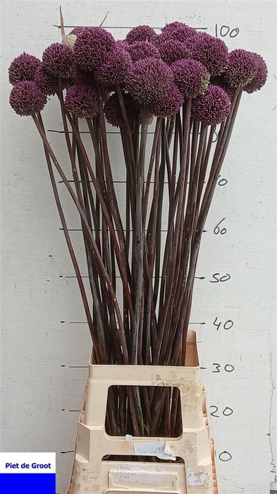 <h4>Allium Summer Drummer</h4>