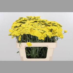 Achillea Moonshine