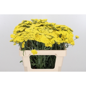Achillea Moonshine