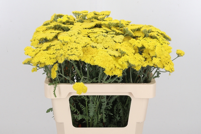<h4>Achillea Moonshine</h4>