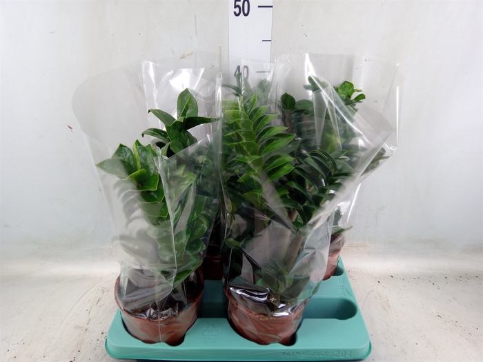 <h4>Zamioculcas zamiifolia 'Zenzi'</h4>