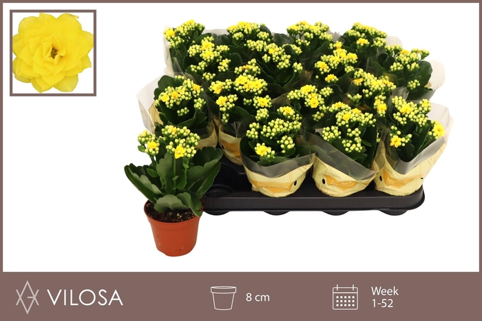 <h4>KAL GE NOLIN YELLOW</h4>