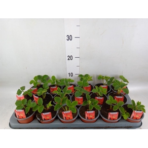 Fragaria ananassa 'Elsanta'