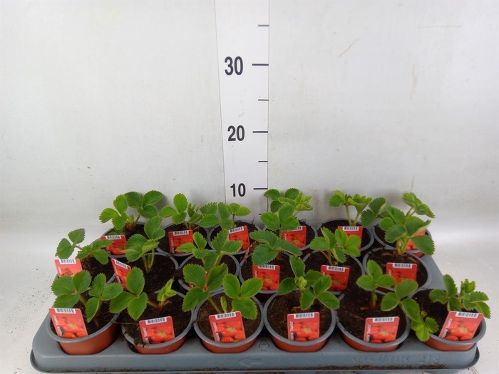 <h4>Fragaria ananassa 'Elsanta'</h4>