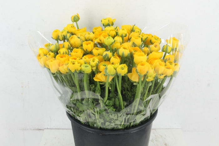 <h4>RAN ELEGANCE YELLOW</h4>