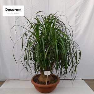 Beaucarnea vertakt op nummer 01