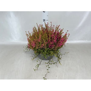 Erica gracilis 'Bea Queen Margaret'