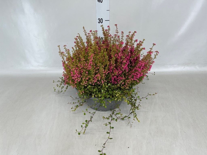 <h4>Erica gracilis 'Bea Queen Margaret'</h4>