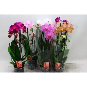 PHAL EL CASCADE