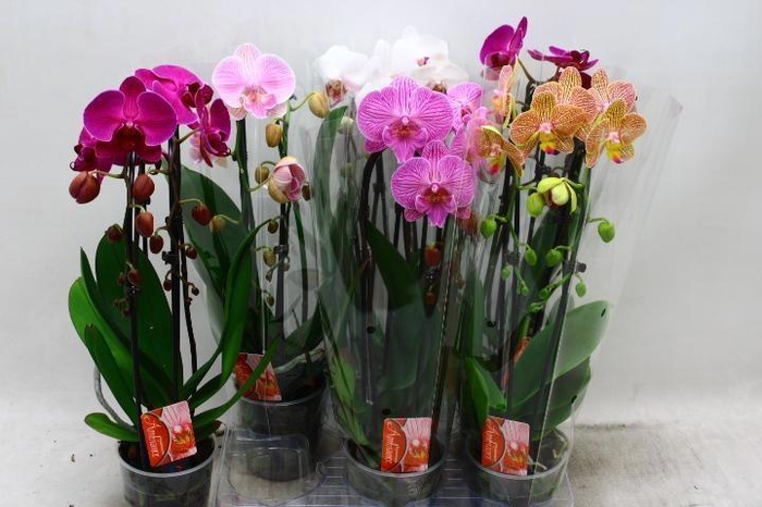 <h4>PHAL EL CASCADE</h4>