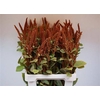 Amaranthus Hot Biscuit