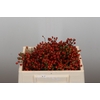 Rozenbottel Autumn Rosefruits