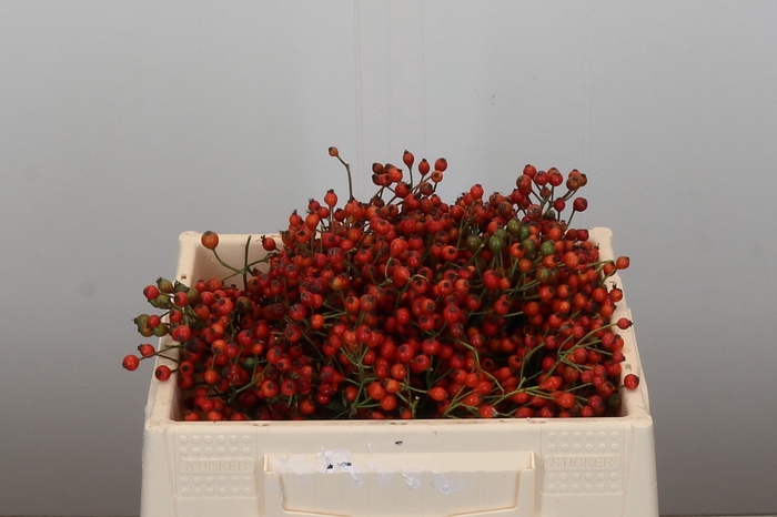 <h4>Rozenbottel Autumn Rosefruits</h4>