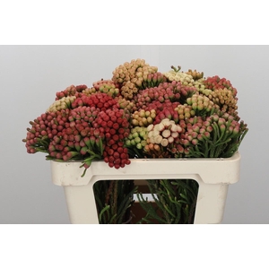 Kaaps Groen Red Brunia Medium