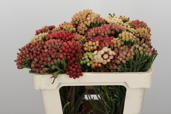 <h4>Kaaps Groen Red Brunia Medium</h4>