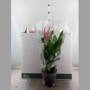 Aechmea fasciata 'Primera'