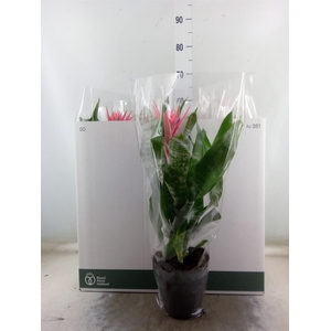 Aechmea fasciata 'Primera'