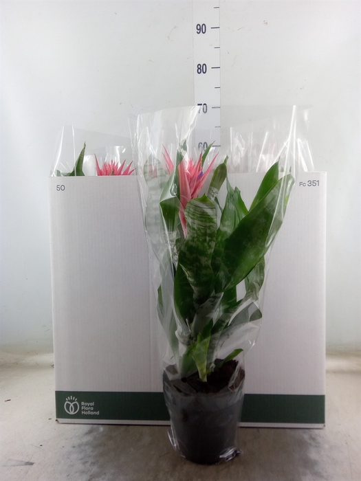 <h4>Aechmea fasciata 'Primera'</h4>