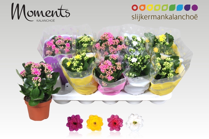 <h4>KAL GE GEM 4 KL</h4>