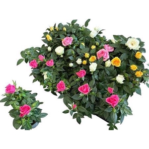 Ro Kordana Gem 4 Srt