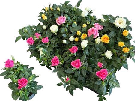 <h4>Ro Kordana Gem 4 Srt</h4>