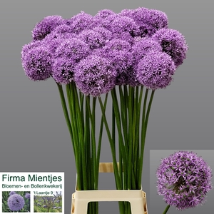 ALLIUM GLADIATOR