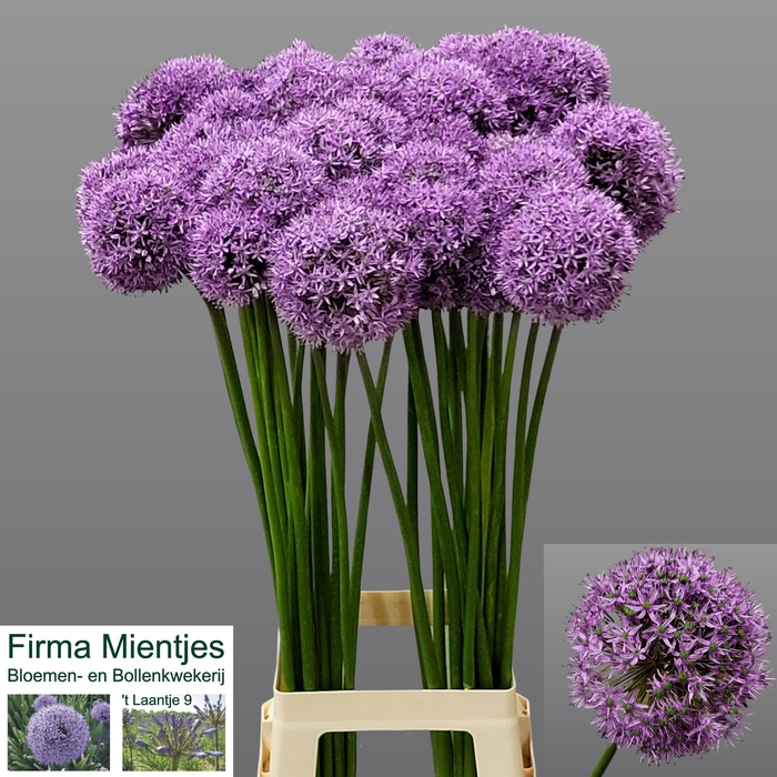 <h4>ALLIUM GLADIATOR</h4>
