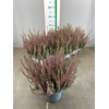 CALLU BL SISKA