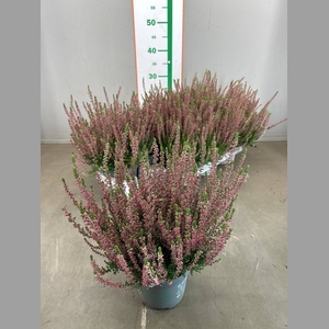 CALLU BL SISKA