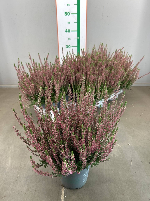 CALLU BL SISKA