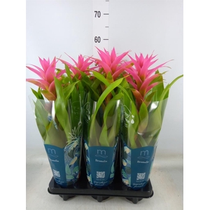 Guzmania  'Suerte Cerise'