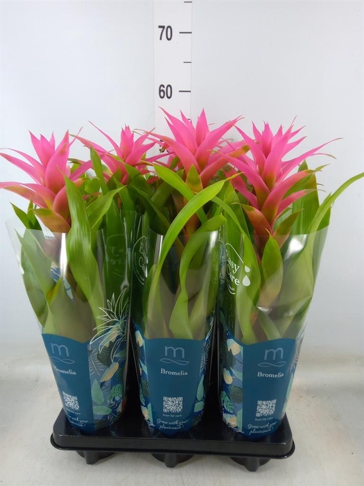 <h4>Guzmania 'Suerte Cerise'</h4>
